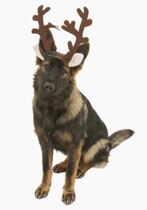 Dog Halloween Antlers